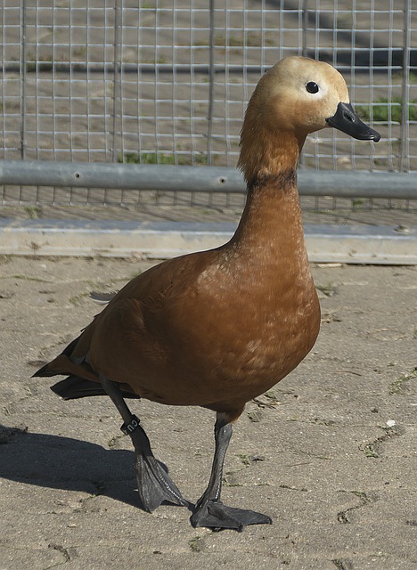 若坦